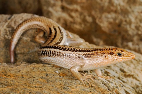 Socotra Skink