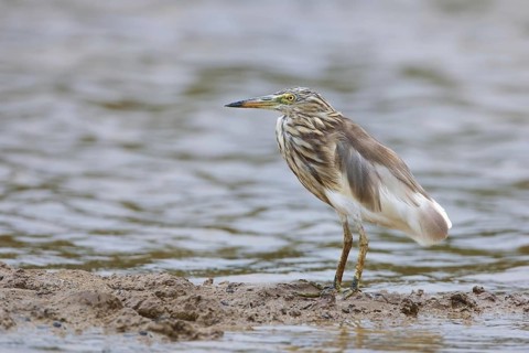 Indian indian pond heron