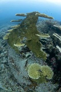 Table Coral