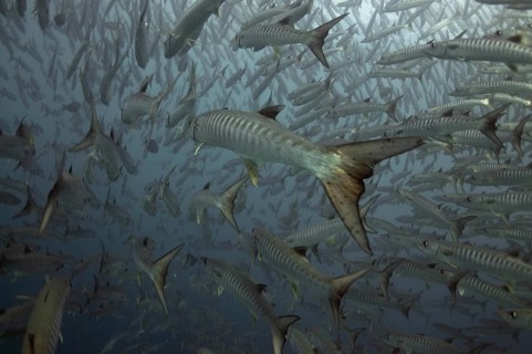 Darkfin Barracuda