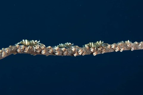Black coral partner shrimp