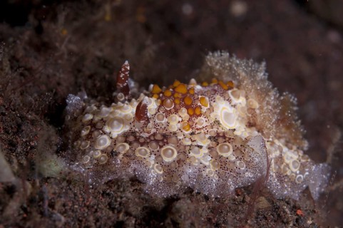 Other animals