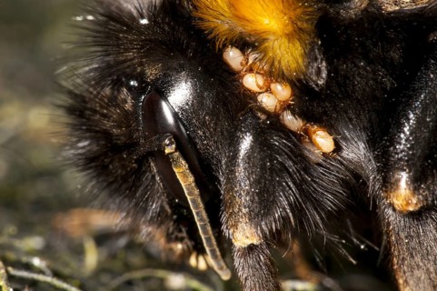 Buff-tailed Bumblebee
