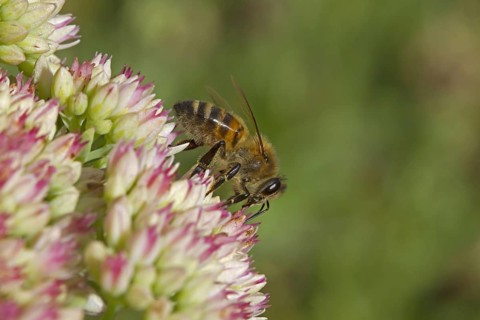Honey bee