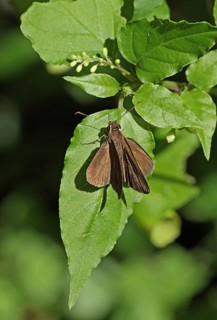 Malicious Skipper