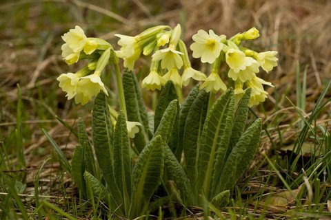 Oxlip
