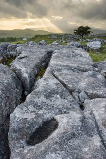 Limestone cliffs and common hawthorn