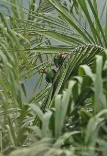 Red-fronted parrot