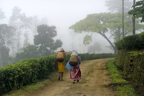 Tea plant
