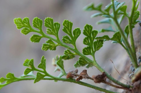 Wall rue