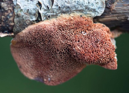 Cinnamon soft spore