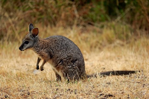 Tammar wallaby