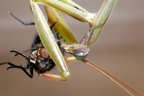 Praying mantis