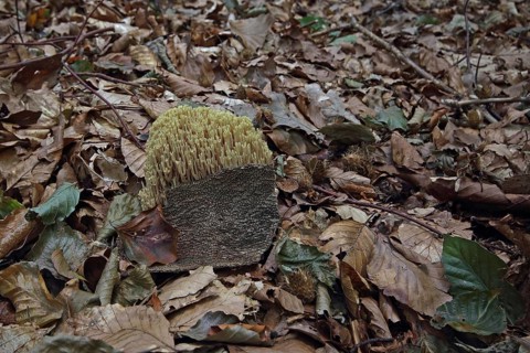 Stiff coral