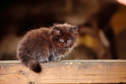 British Longhair