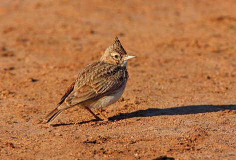 Crested Lark