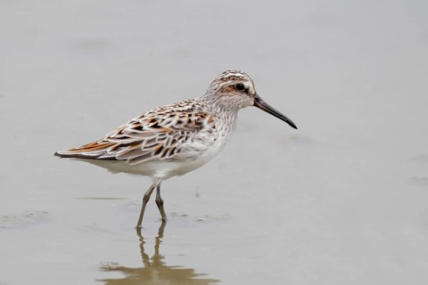 Adult Broad-billed Sandpiper