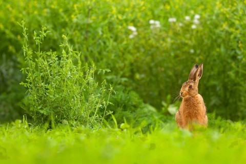 European hare
