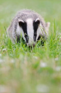 Eurasian Badger