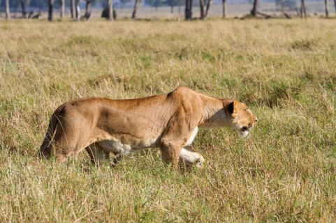 Masai Lion