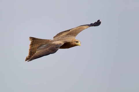 Yellow-billed Kite