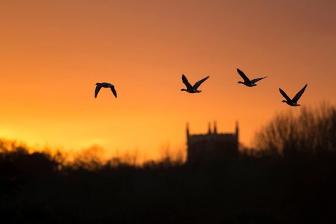 Pink-footed goose