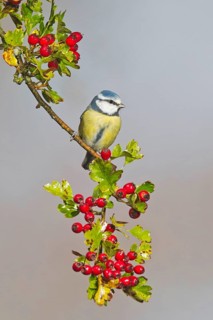 Blue Tit