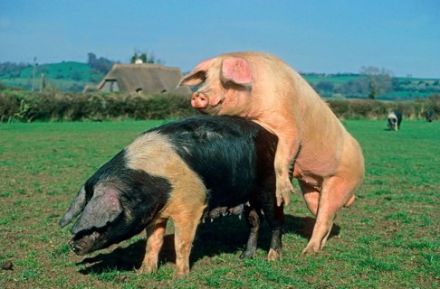 Domestic pig