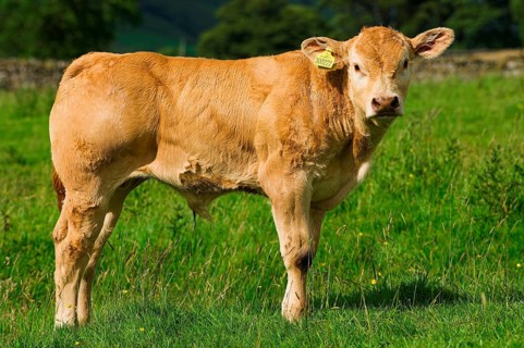 Domestic cattle