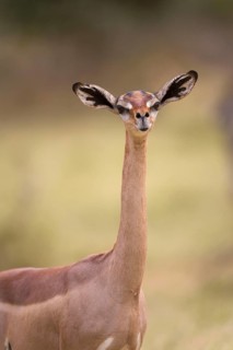 Gerenuk