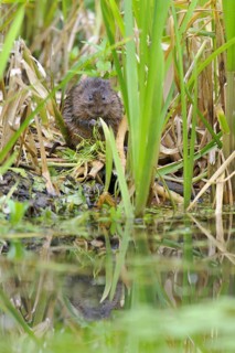 Eastern vole