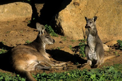 Common wallaroos