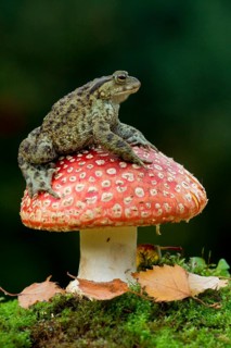 Common Toad
