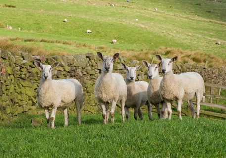 Domestic Sheep