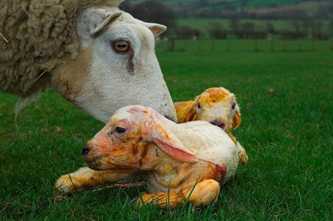 Domestic Sheep