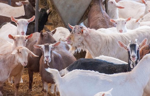 Domestic goat