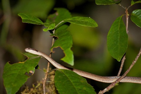 Other animals