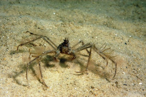 Ghost crab