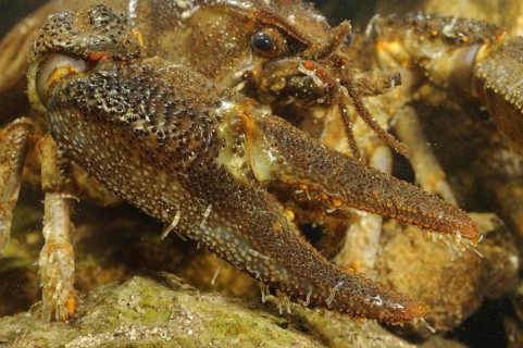 White-clawed Freshwater Crayfish
