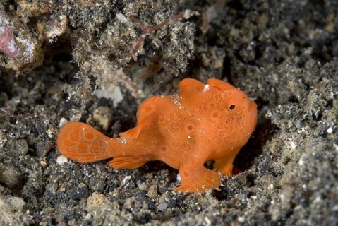 Round spotted frogfish