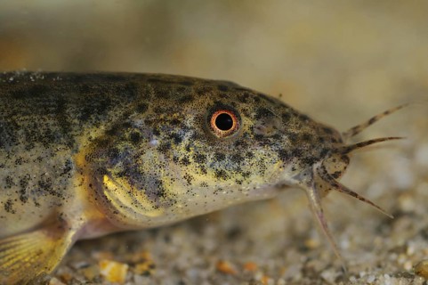 Dojo Loach