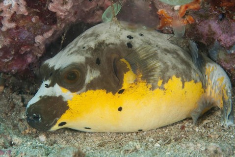 Black-spotted Pufferfish