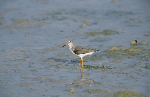 Terek Sandpiper