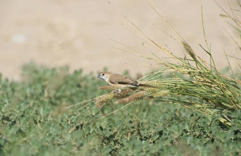 Indian silverbill