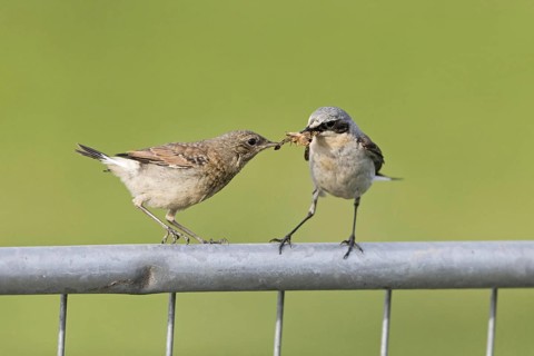Northern northern wheatear