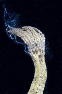 Spotted Worm sea cucumbers