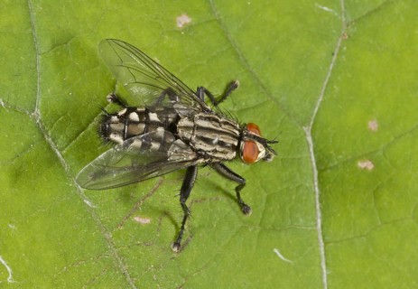 Grey flesh fly