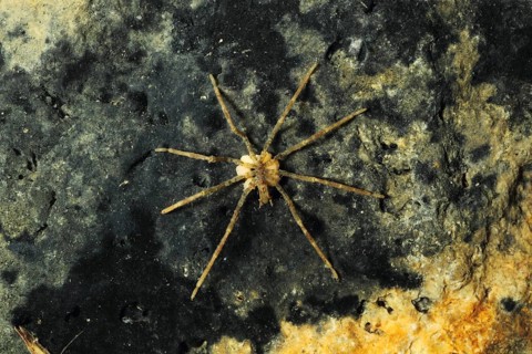 Sea spider