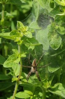 List spider