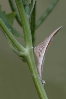 Orange tip